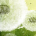 菩提樹