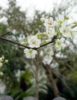 梨花慢