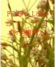 First Love